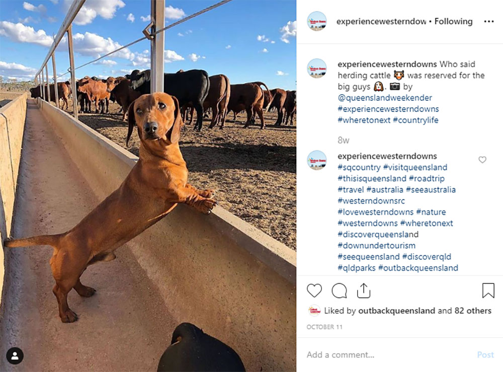 Media Mortar | Content Marketing Agency Brisbane | Instagram caption cures - Western Downs Sausage Dog