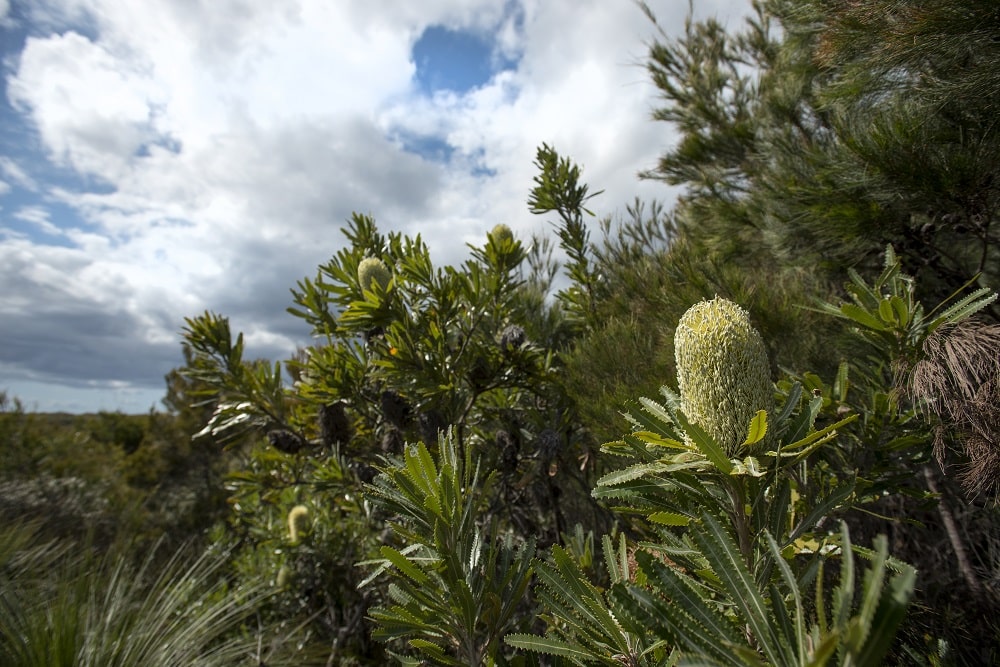 Media Mortar_Define your target audience_Moreton Island wildflowers